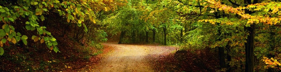 background-973x276-1